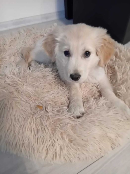 женски голдън ретривър