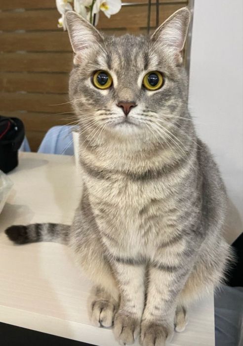 Silver Tabby băiețel