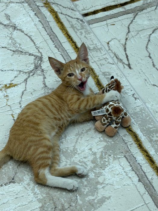 Котеноу мальчик,рыжик