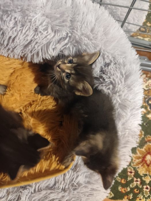 Отдам котят в добрые руки