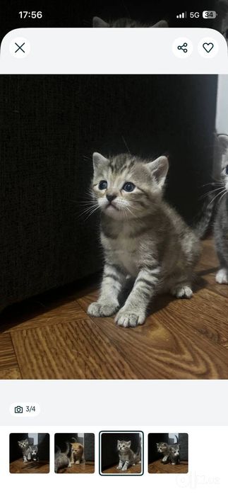 Котенки за символическую цену от породистой мамы