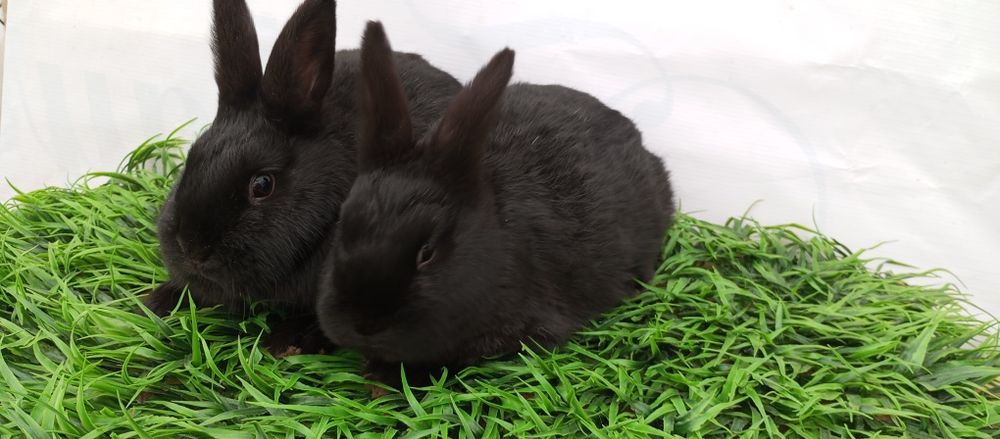 Quyon karlik panda samka sotiladi.