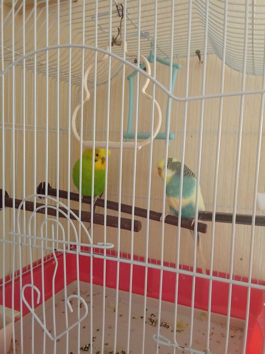 Vând papagali perusi