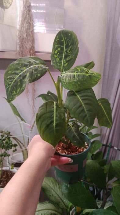 Большой выбор цветов .