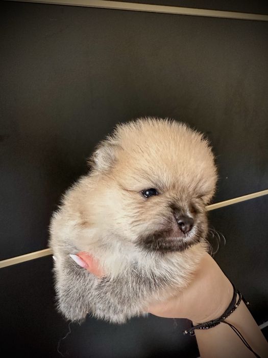 Pui Pomeranian - Rezervare