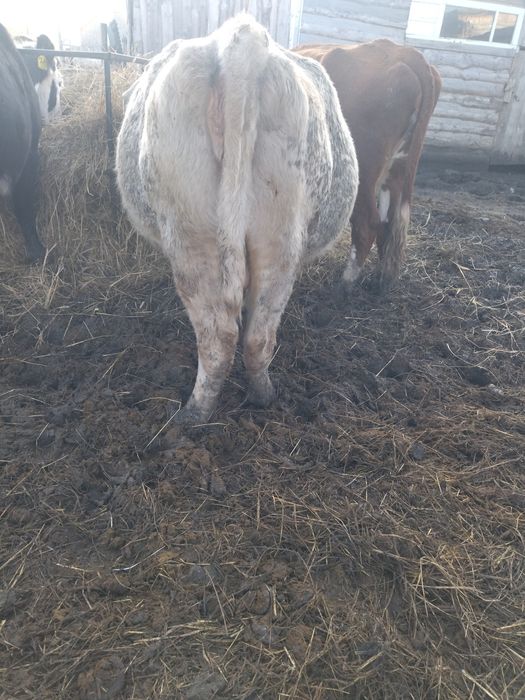 Продам корову 3 года