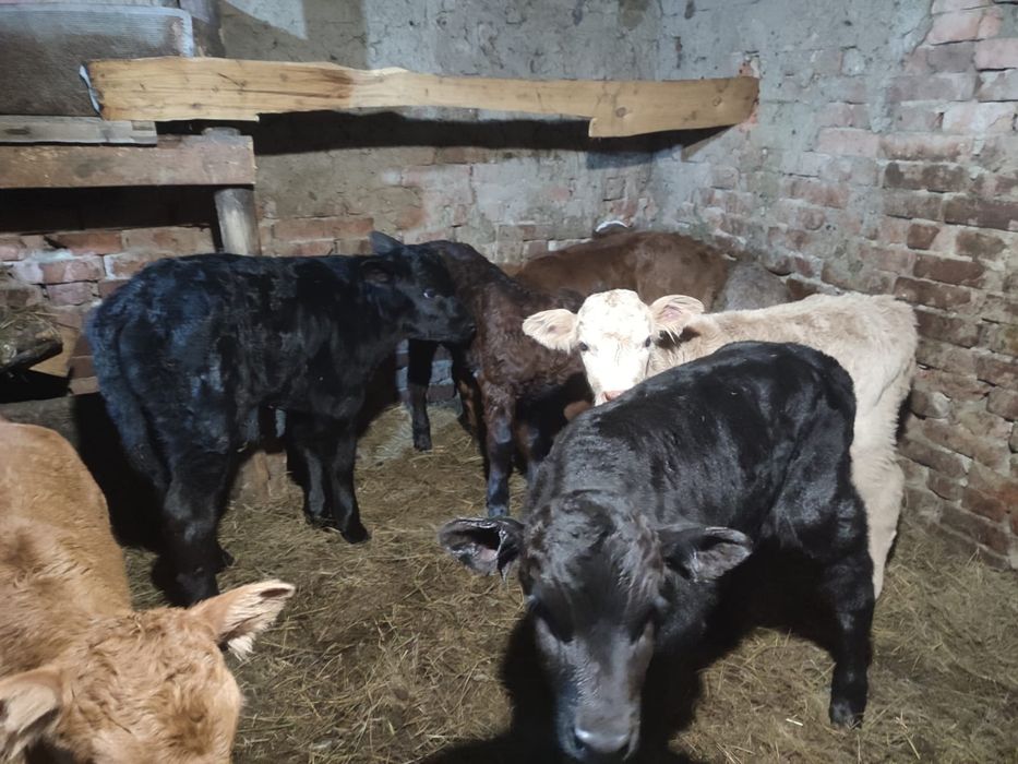 Продам телят бычков и тёлочки