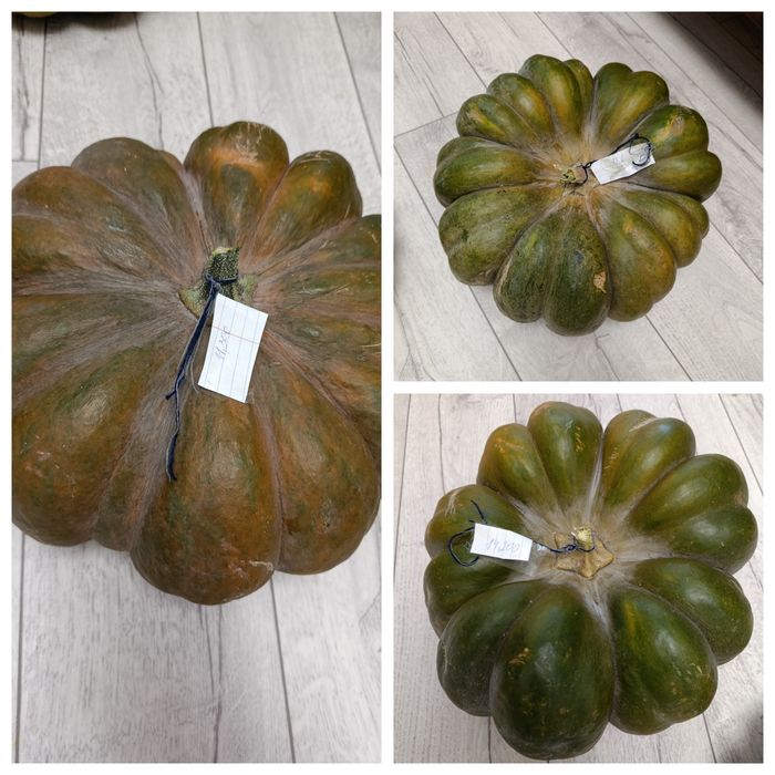 Продам тыкву кжби