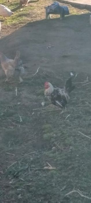 Декоративный қораз (китайский)