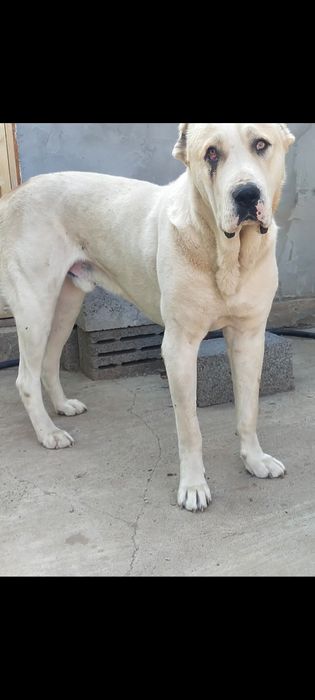 Вязка САО Алабай