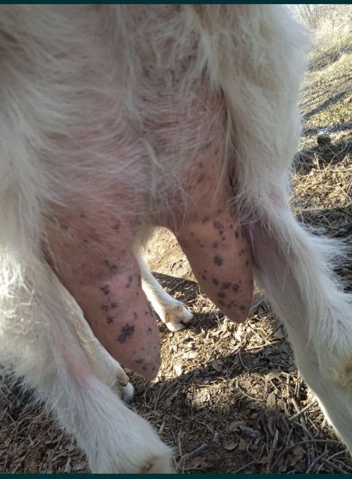 Сүтті сауын ешкі молочная