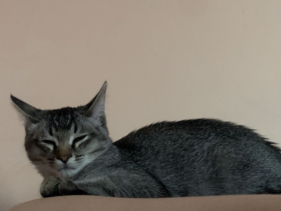 отдам котенка в добрые руки