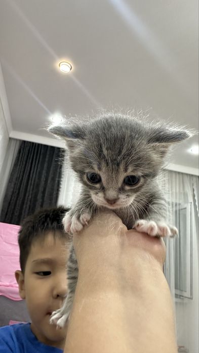 Продам Котенок …