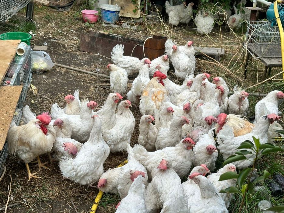 Продам курей одомашненных