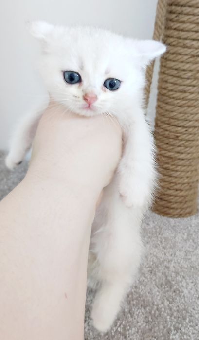 КошеЧки шотландские #