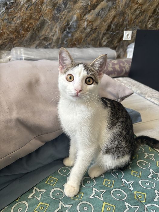 Котенок 9 месяцев