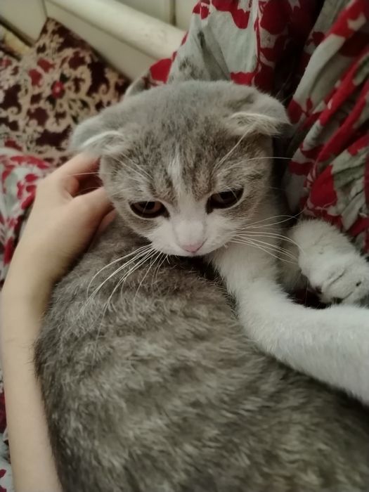 Mushuk zotor ayol