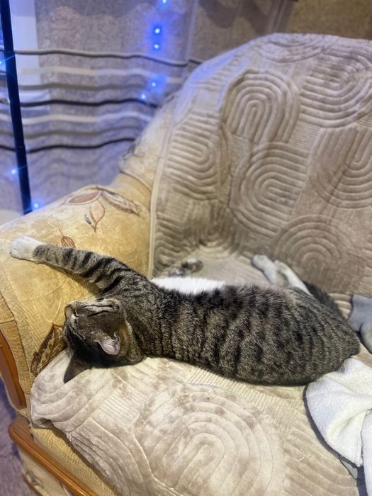 Пропал кот по имени Тимур