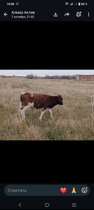 Продам коров с подсосными телятами