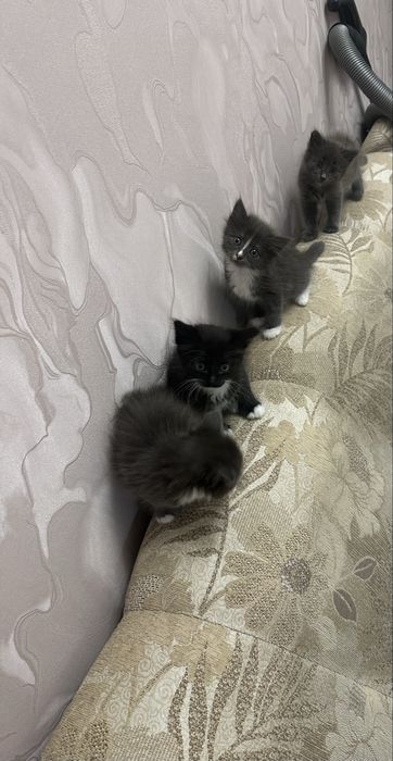 Отдам котят в добрые руки