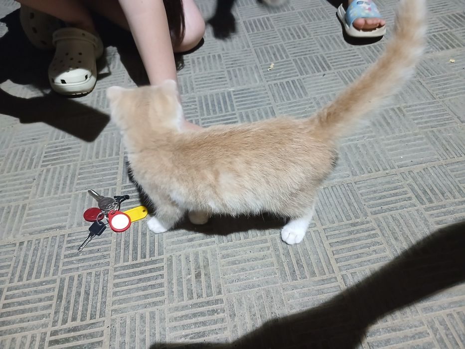 Отдам котенка в хорошие руки