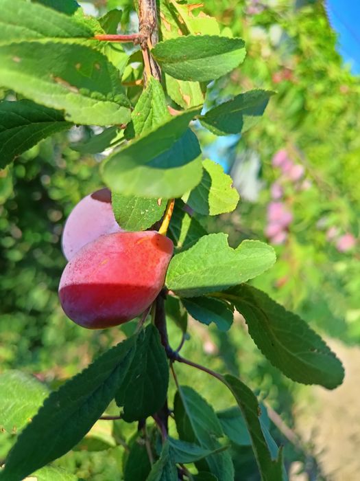 Екі бөлмелі вримянка