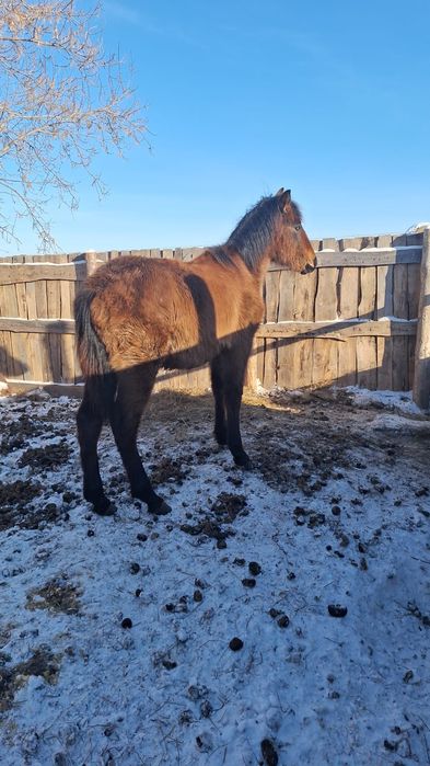 Продам кобылу с жеребенком