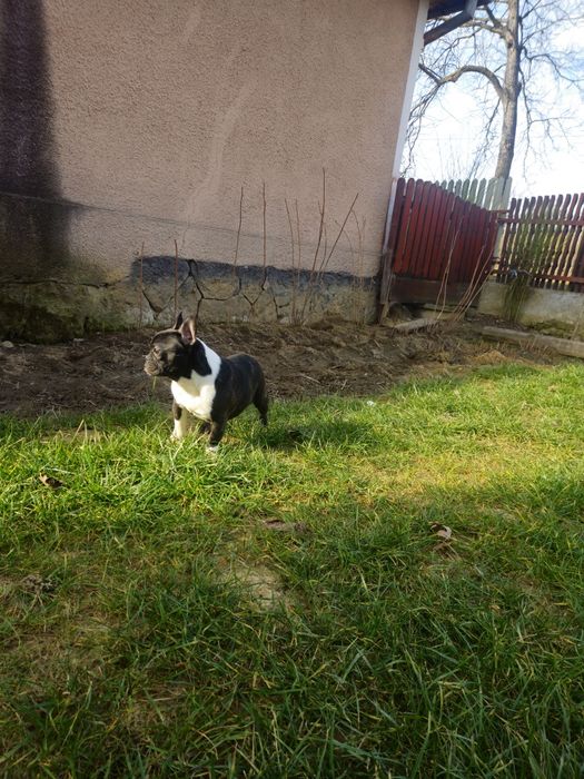 Femelă Bulldog Francez