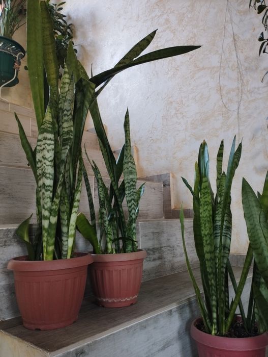 Комнатные цветы. Сансевиерии.