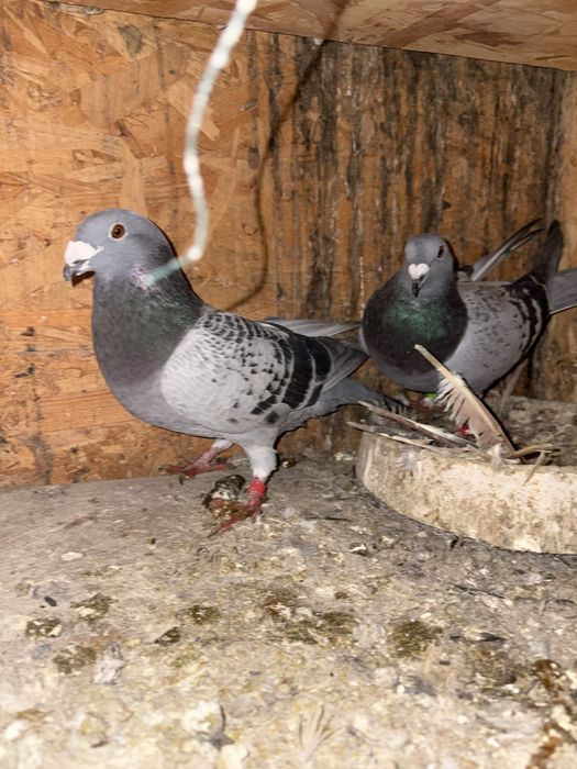 Vand o pereche de porumebi