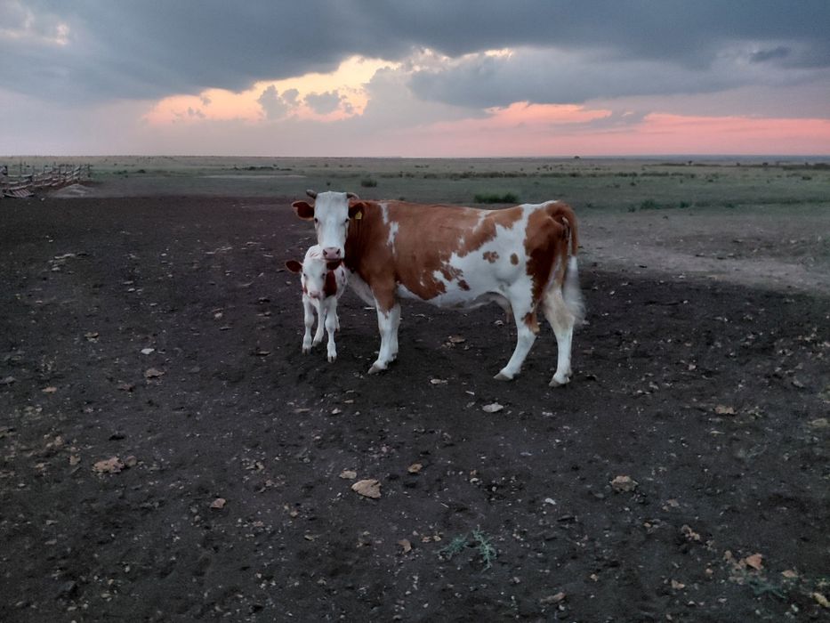 Продам дойную корову с теленком