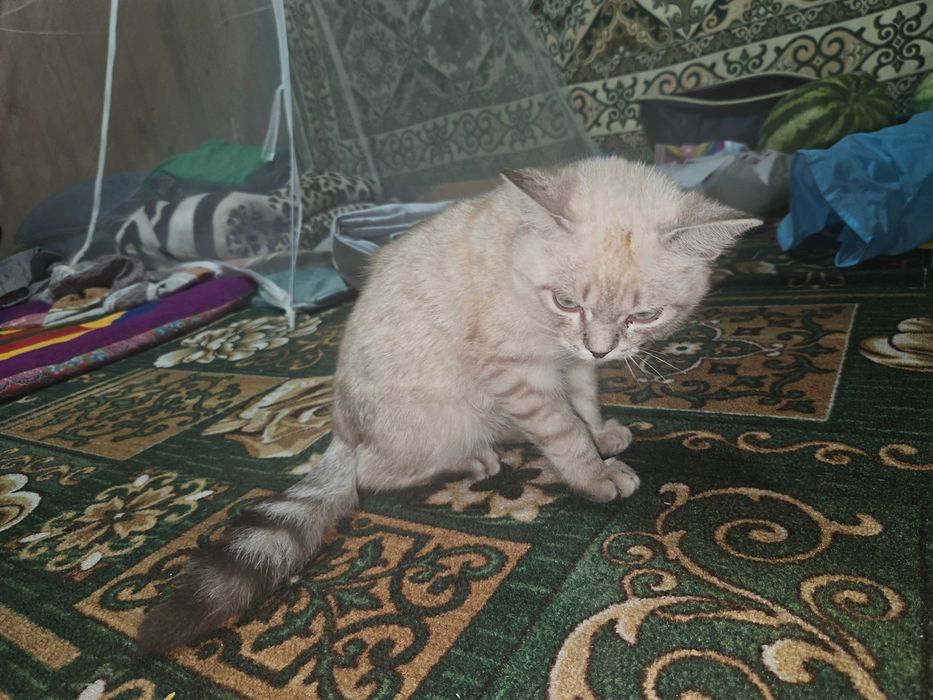 Кошка домашний  хороший