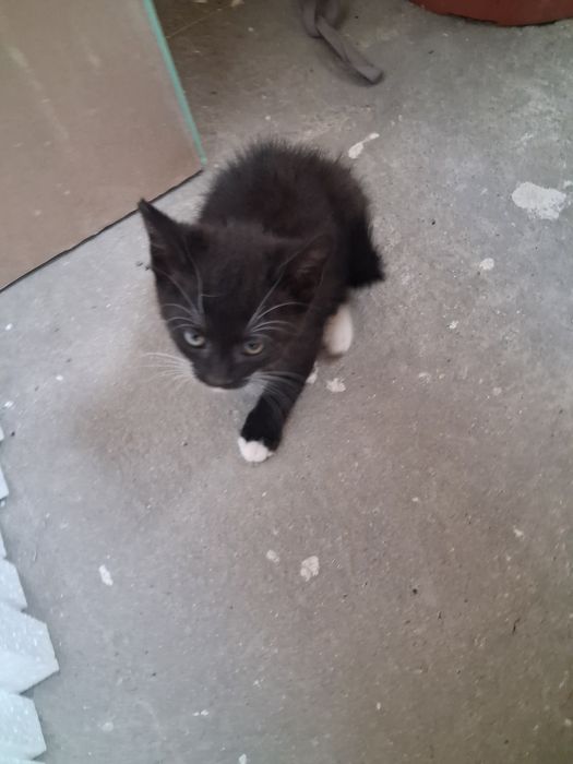 Dau pisoi spre adopție