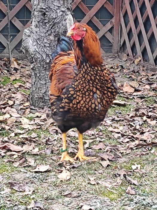 Vând cocos Wiandotte GSG