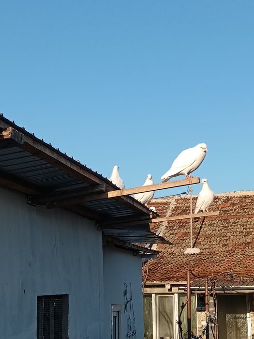 Porumbei voiajori albi