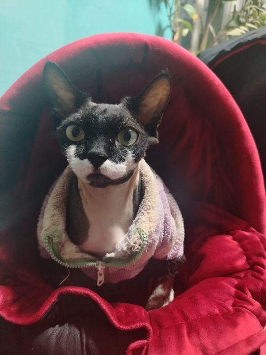 Кошечка ищет кота для вязки