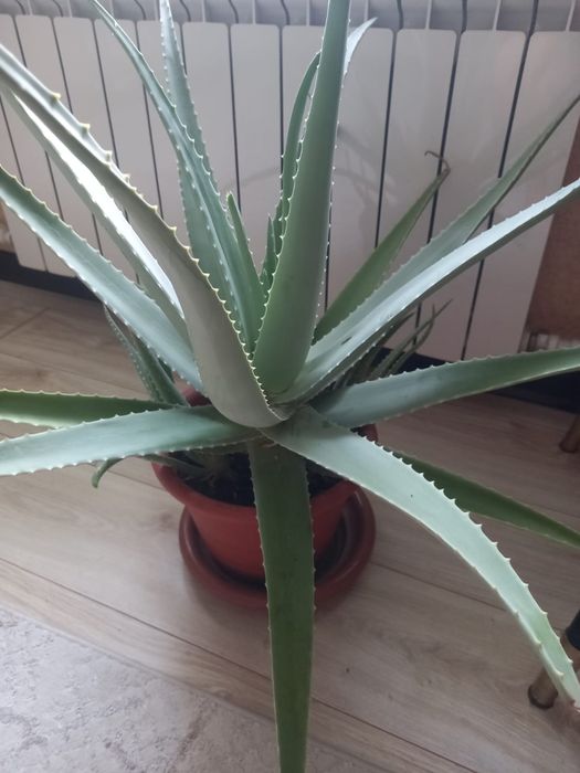 Продам лечебный алоэ