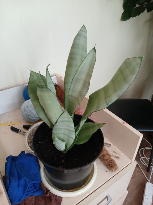 Продам сансеверия