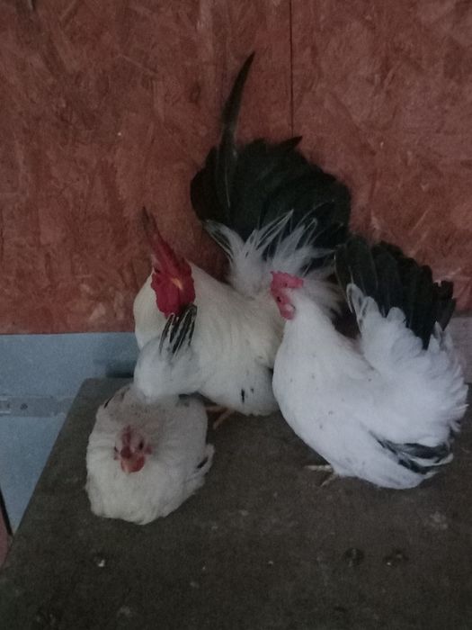 De vânzare Cocoș   găini și pui  Chabo 2025