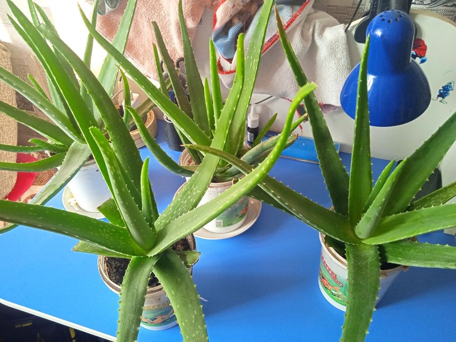 Продам алоэ вера