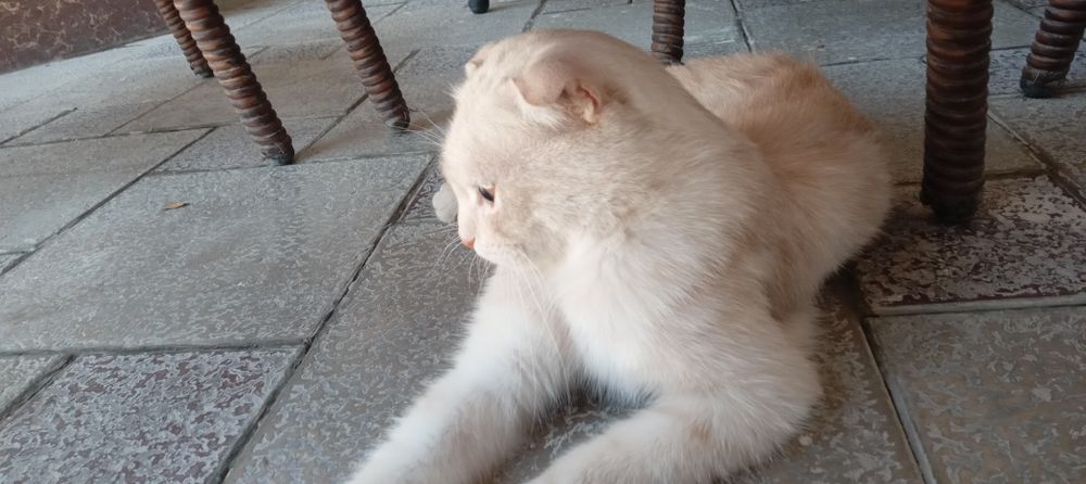 Кошка, шотландская парода ,(мальчик)