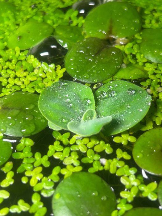 MELCI/ PLANTE - Pomaceea, Red Ramshorn, Physella Acuta, Orange Spotted