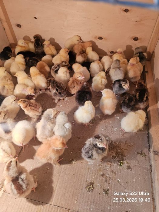 Цыплята домашнии