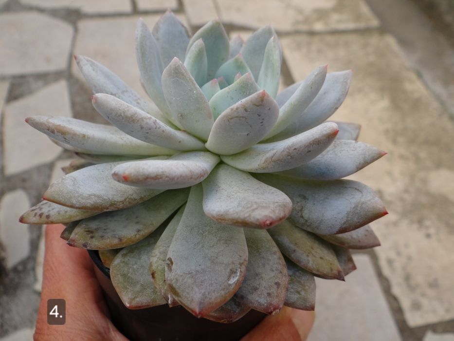Сукуленти Echeveria различни видове
