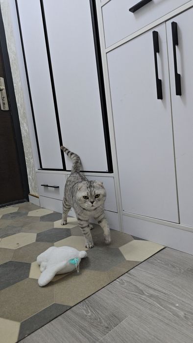 Серебристый тигировий шиншилла мальчик