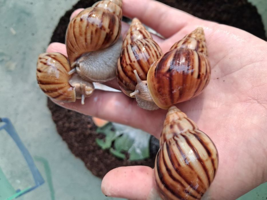 Ulitkalar inson yuzi uchun foydali tomonlarpi namlantirish