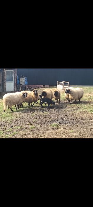 Vând oi carabase, tinere, frumoase, bune de ținut