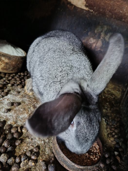 Продам кролих около года возраст