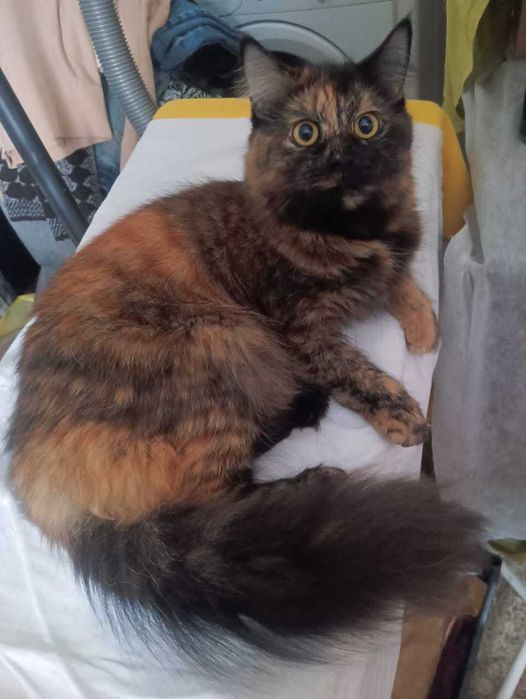 кошечка 9 месяцев