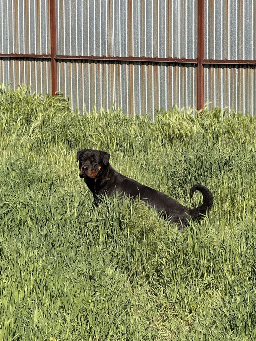 Девочка  Ротвейлер  2 года